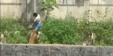 Βραζιλία: 19χρονος μπήκε σε κλουβί ζωολογικού κήπου με λιοντάρια και τον κατασπάραξαν