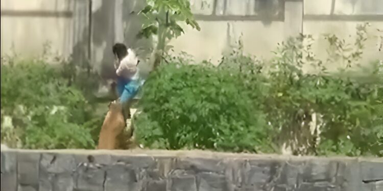 Βραζιλία: 19χρονος μπήκε σε κλουβί ζωολογικού κήπου με λιοντάρια και τον κατασπάραξαν