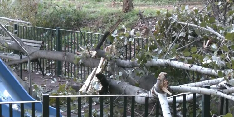 Χαϊδάρι: Δέντρο έπεσε σε παιδική χαρά στην οδό Πλαταιών