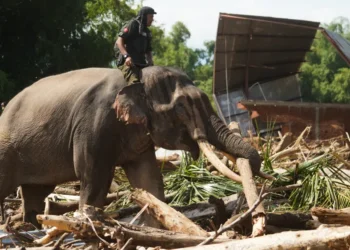 Τραγικός απολογισμός από τις πλημμύρες στην Ινδονησία: Πάνω από χίλιοι οι νεκροί