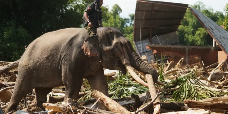 Τραγικός απολογισμός από τις πλημμύρες στην Ινδονησία: Πάνω από χίλιοι οι νεκροί