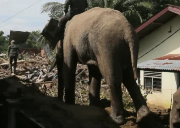 Ινδία: Επτά ελέφαντες νεκροί σε σύγκρουση τρένου με κοπάδι στο κρατίδιο Άσαμ
