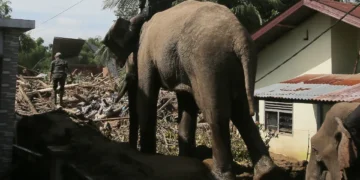 Ινδία: Επτά ελέφαντες νεκροί σε σύγκρουση τρένου με κοπάδι στο κρατίδιο Άσαμ