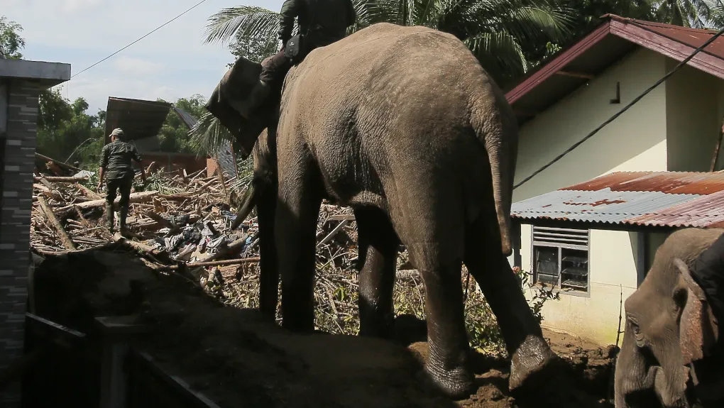 Ινδία: Επτά ελέφαντες νεκροί σε σύγκρουση τρένου με κοπάδι στο κρατίδιο Άσαμ