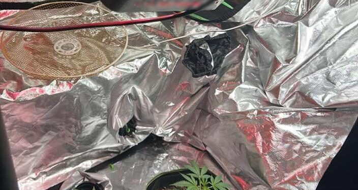 Ρόδος: Εξαρθρώθηκε εγκληματική οργάνωση καλλιέργειας και διακίνησης κάνναβης - Τέσσερις συλλήψεις