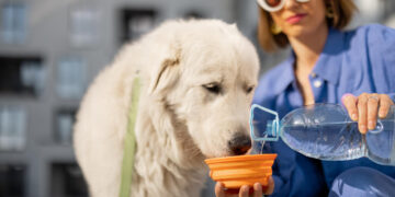 Βήχας μετά το νερό στους σκύλους: τι δείχνει και πώς αντιμετωπίζεται