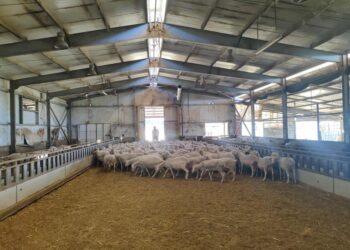 Εθνική Επιστημονική Επιτροπή Διαχείρισης και Ελέγχου της Ευλογιάς (ΕΕΕΔΕΕ): "Αυστηρά μέτρα και όχι μαζικός εμβολιασμός για την ευλογιά"