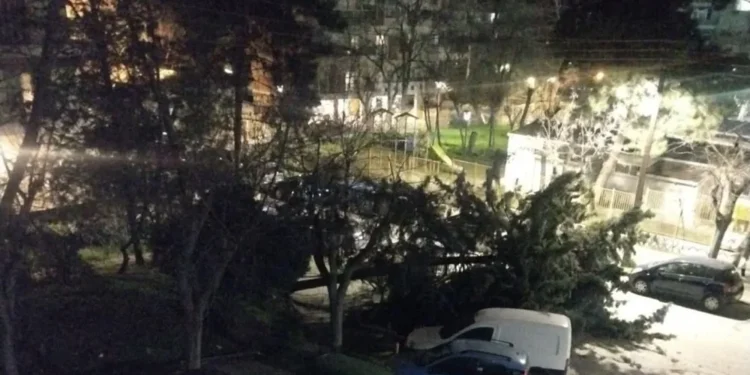 Ισχυροί βοριάδες στη Θεσσαλονίκη - Δεκάδες κλήσεις στην Πυροσβεστική για πτώσεις δέντρων