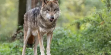 Πάρνηθα: Λύκος επιτέθηκε σε ομάδα περιπατητών - Η ανάρτηση του Δήμου Αχαρνών