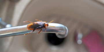 Πώς να απαλλαγείτε από τις Κατσαρίδες: Οδηγός βήμα προς βήμα