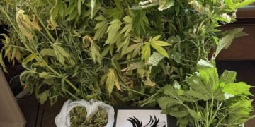 Ρόδος: Συνελήφθη 47χρονος για καλλιέργεια κάνναβης – Εντοπίστηκαν και κατασχέθηκαν 8 δενδρύλλια