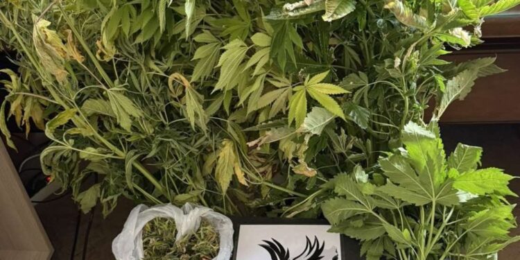 Ρόδος: Συνελήφθη 47χρονος για καλλιέργεια κάνναβης – Εντοπίστηκαν και κατασχέθηκαν 8 δενδρύλλια