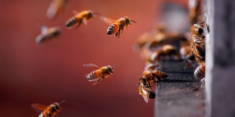 Ναύπλιο: 46χρονος ορειβάτης πέθανε από τσίμπημα μέλισσας κατά τη διάρκεια αναρρίχησης στην περιοχή της Καραθώνας