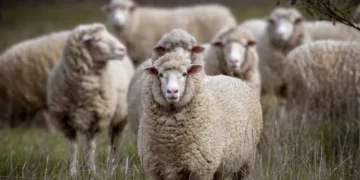 Αφθώδης πυρετός: Τι είναι τελικά και γιατί θεωρείται τόσο επικίνδυνος – 10 ερωταπαντήσεις