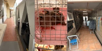 Αμπελόκηποι: Παράνομο κοτέτσι και μαντρί με δεκάδες κότες και κατσίκες σε ταράτσα πολυκατοικίας