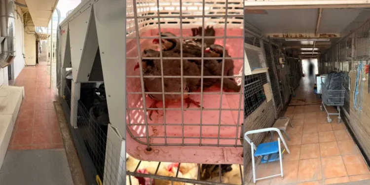 Αμπελόκηποι: Παράνομο κοτέτσι και μαντρί με δεκάδες κότες και κατσίκες σε ταράτσα πολυκατοικίας