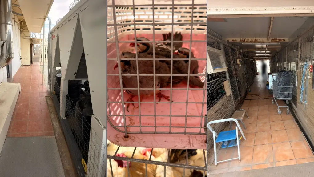 Αμπελόκηποι: Παράνομο κοτέτσι και μαντρί με δεκάδες κότες και κατσίκες σε ταράτσα πολυκατοικίας