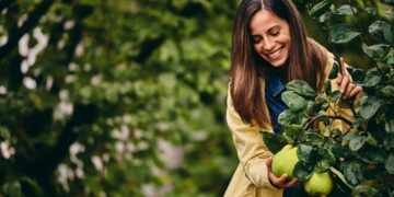 Κυδώνι: Ένα ιδιαίτερο φθινοπωρινό φρούτο που μπορεί να ρυθμίσει την πίεση