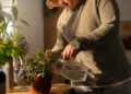How Often Should You Water Plants? A Simple Guide for Healthier Growth