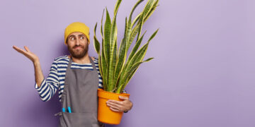 Snake Plant Care Made Simple