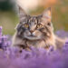 Is Lavender Safe for Cats to Smell