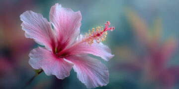 How to Grow Hibiscus: A Simple Guide to Healthy, Colorful Blooms
