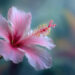 How to Grow Hibiscus: A Simple Guide to Healthy, Colorful Blooms